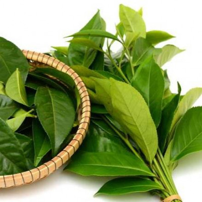 Wkład zapachowy do dyfuzora Goa Divine  BAMBOU THE  (Bambus z Zieloną Herbatą) 200 ml GOA - 5