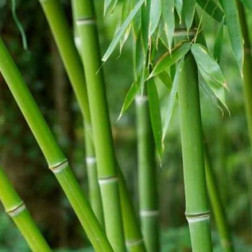 Wkład zapachowy do dyfuzora Goa Divine  BAMBOU THE  (Bambus z Zieloną Herbatą) 200 ml GOA - 4