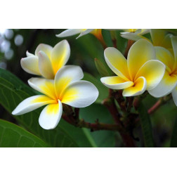 Dyfuzor zapachowy Patyczki Clem Goa DIVINE FLEUR DE TIARE (Kwiat Tiary) 200ml GOA - 2