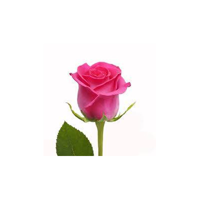 Dyfuzor zapachowy Cut Roses patyczki zapachowe Ciete Róże Bispol - 2