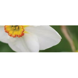Pałeczki dyfuzor Sweet Narcissus Millefiori Narcyz Millefiori Milano - 3