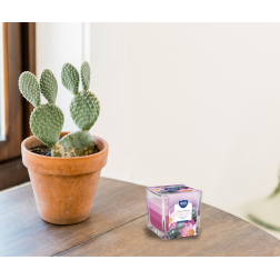 BISPOL Aura scented candle snk80-312 (Cactus flower) ~32h