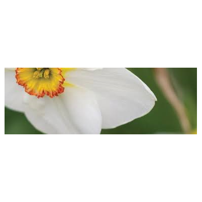 Pałeczki dyfuzor Sweet Narcissus Millefiori Narcyz 350ml! Millefiori Milano - 3